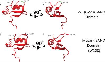 The AIRE G228W mutation disturbs the interaction of AIRE with its partner molecule SIRT1